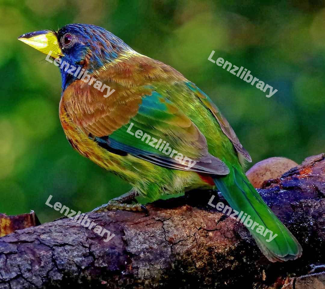 Great barbet bird